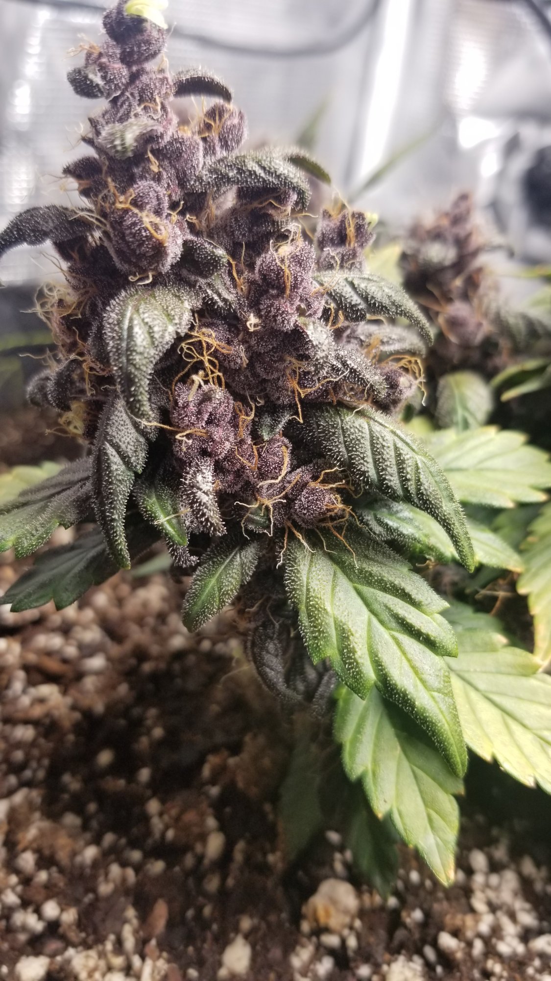 Few pics from my current grow 12