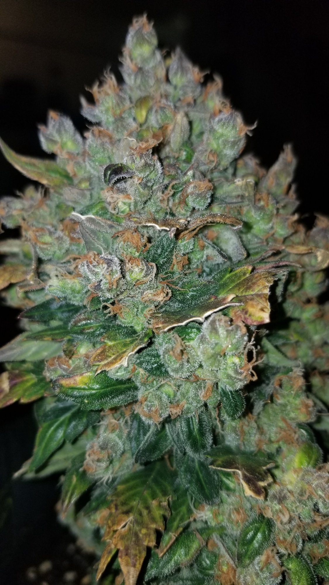 Few pics from my current grow 9