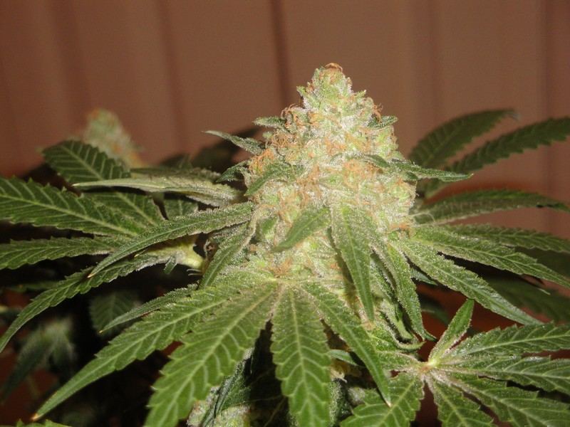 Few urklewhite hybrids 2