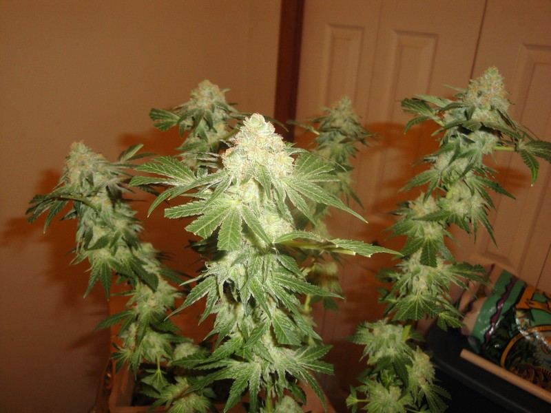 Few urklewhite hybrids 3