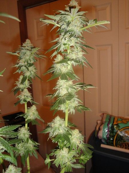 Few urklewhite hybrids 5
