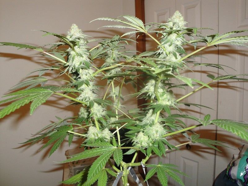 Few urklewhite hybrids