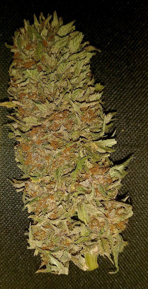 Ffruitcakemaincola