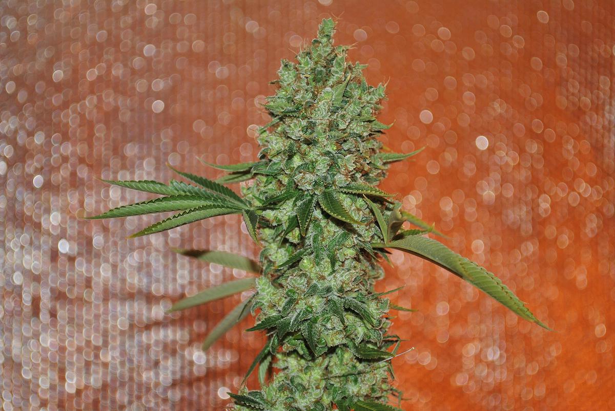 Fhb2