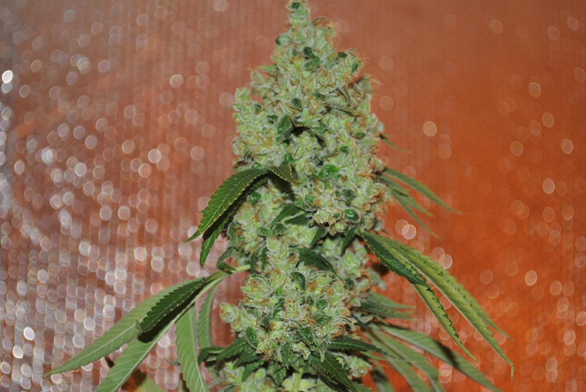 Fhb3
