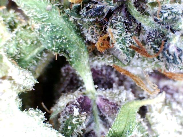 FI Bud 1