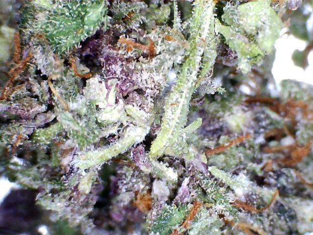 FI Bud