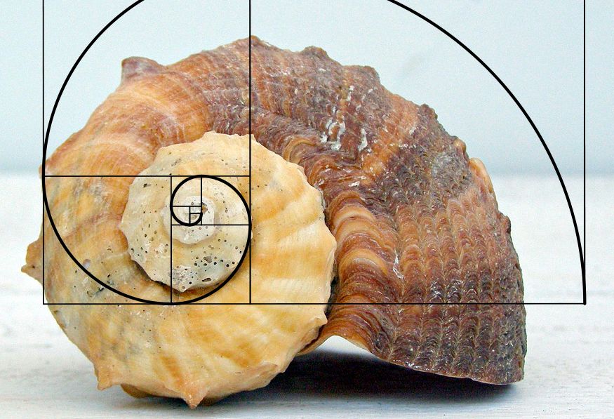 Fibonacci whelk 1861743964