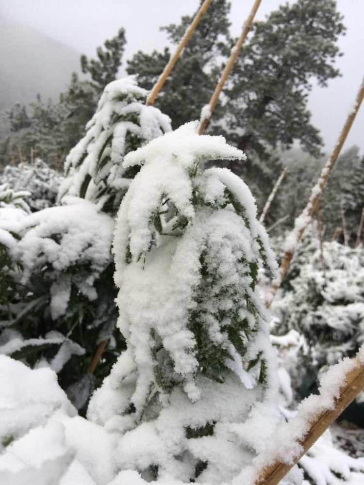 Field ice 2