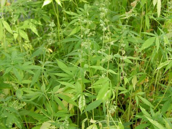 Field of cannabis found near sofia