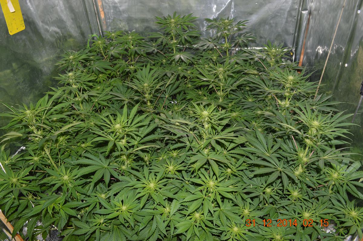Fieldshot3