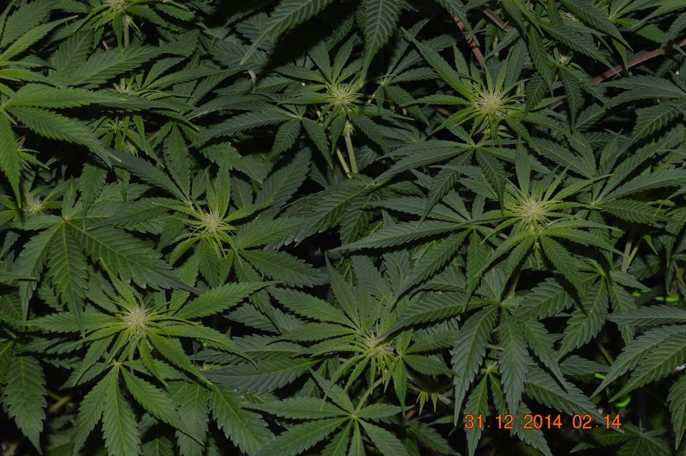 Fieldshot3 part
