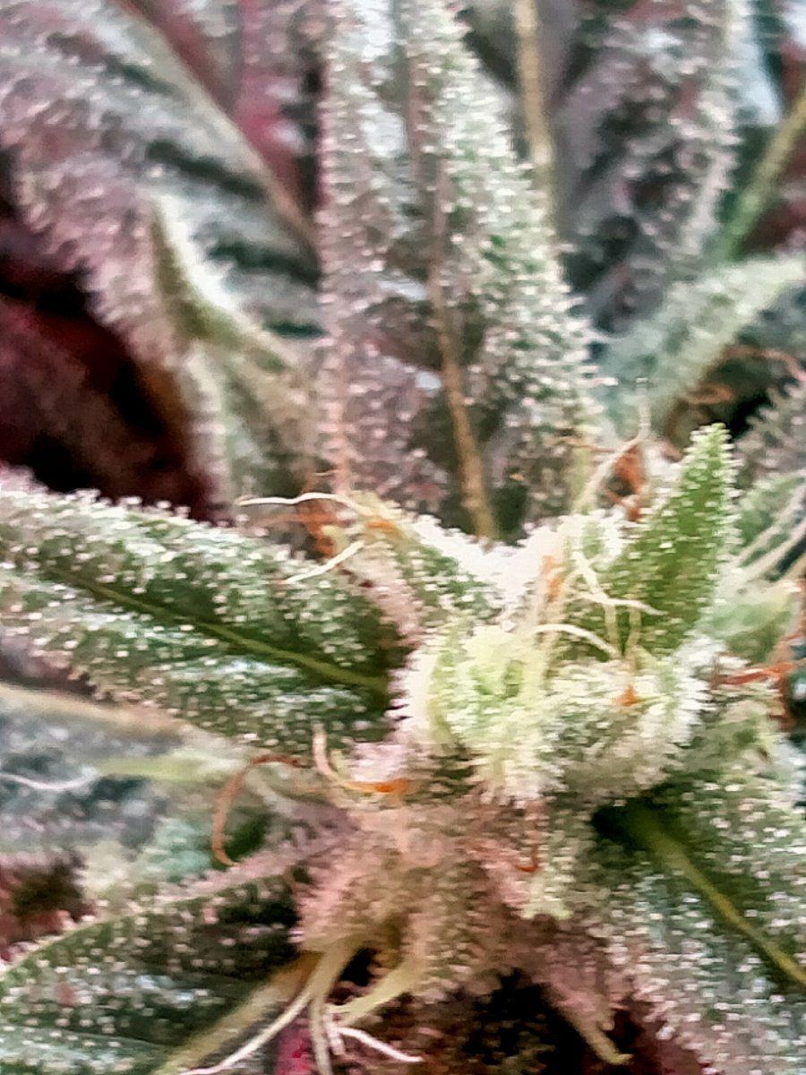 Fifth week of flower second attempt 7