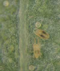 Fig 1 spider mites