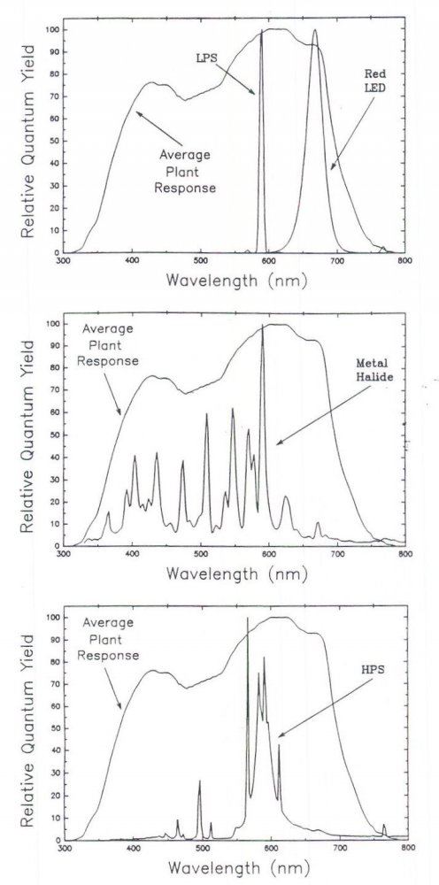 Fig20Bug204
