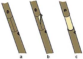 Fig1