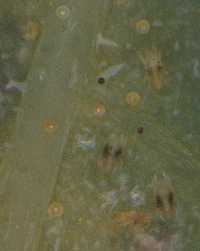 Fig2 twospotted spider mites