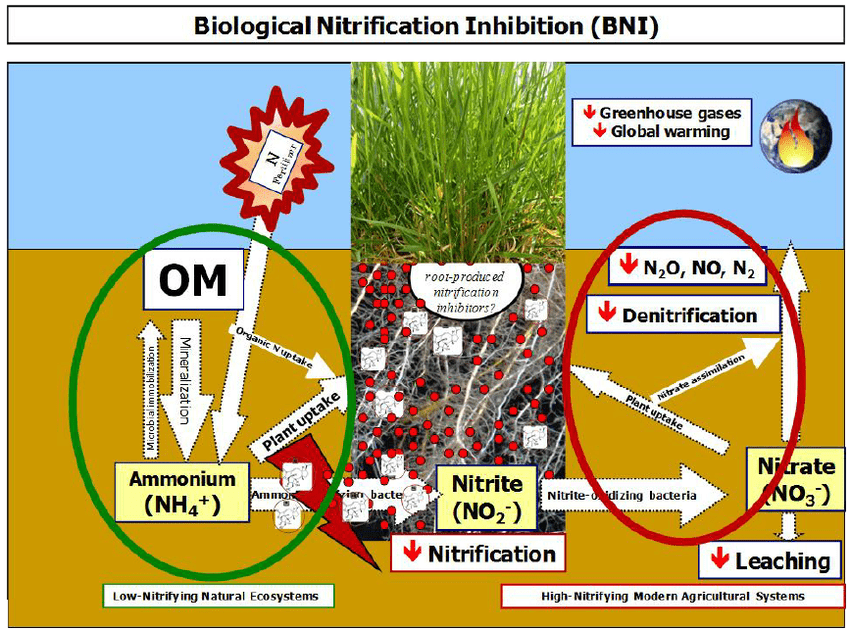 Figure 1 Schematic representation of the biological nitrification inhibition BNI