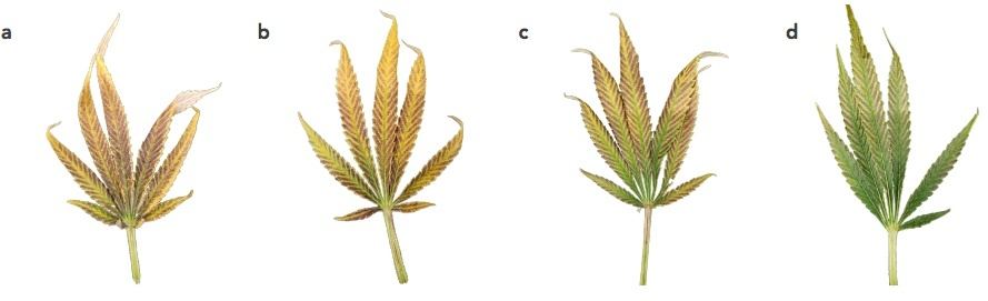 Figure1