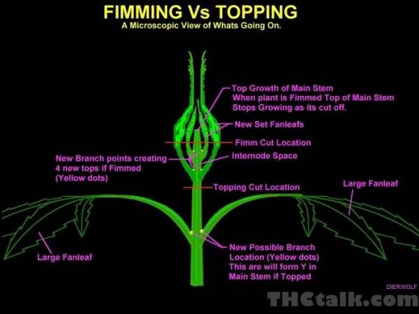 Fimming and topping made simple 2