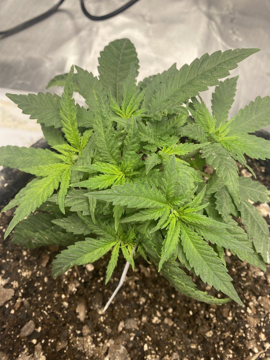Fimming and topping made simple 7