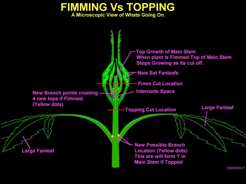 Fimming v topping