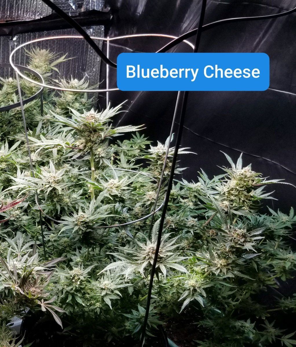 FINAL   Blueberry Cheese