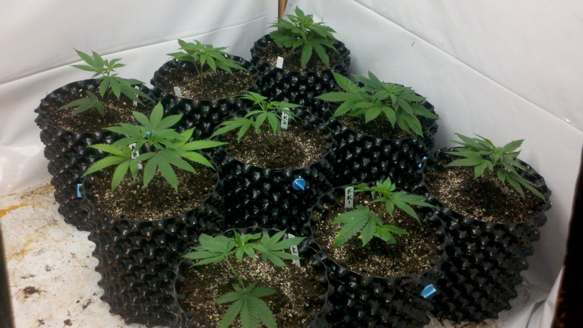 Finalpots