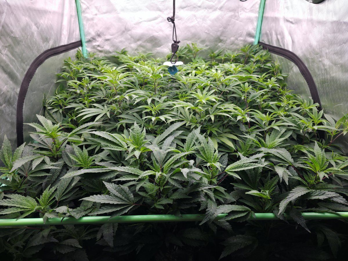 Final veg 1