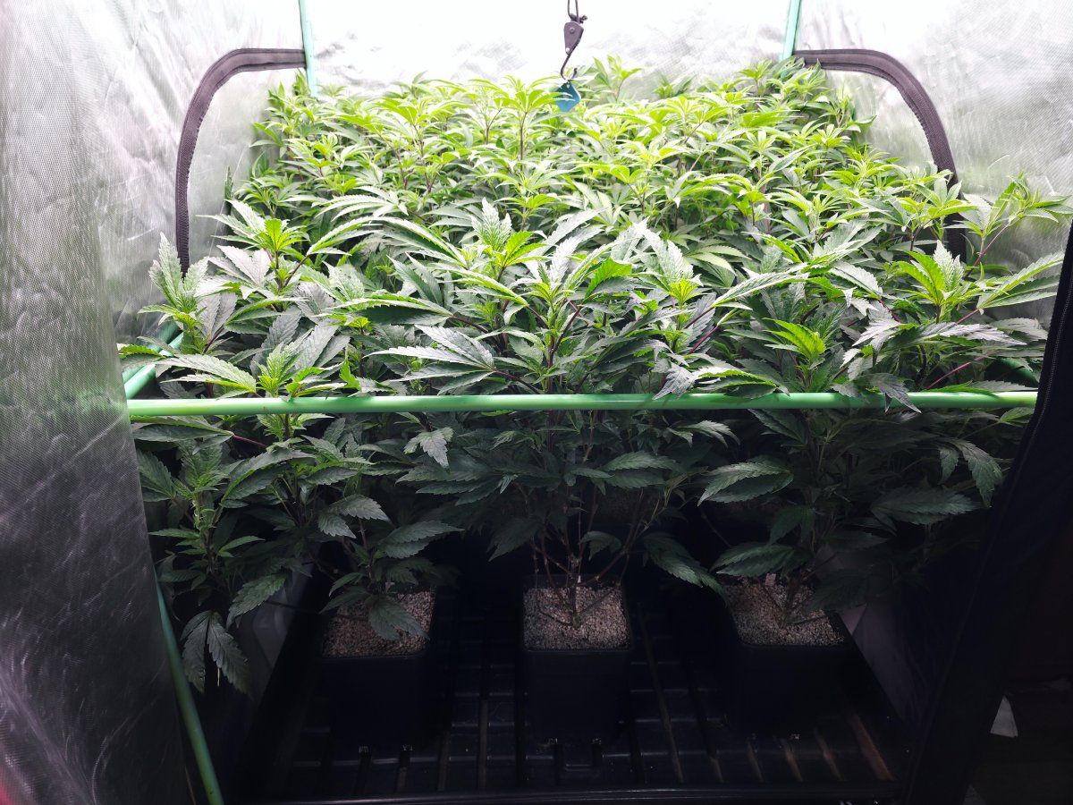 Final veg 2