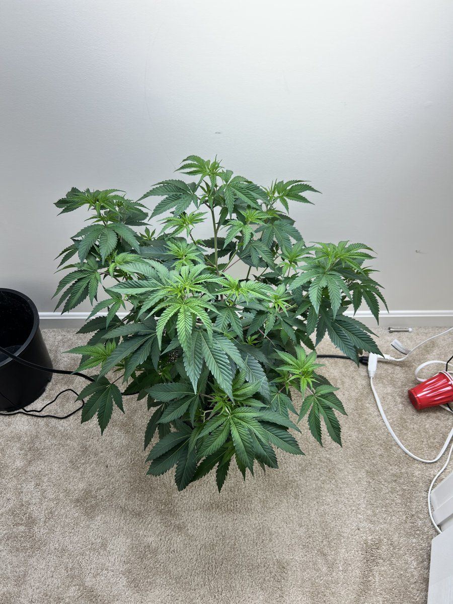 Finally got a grow in my room officially out of the tent 2