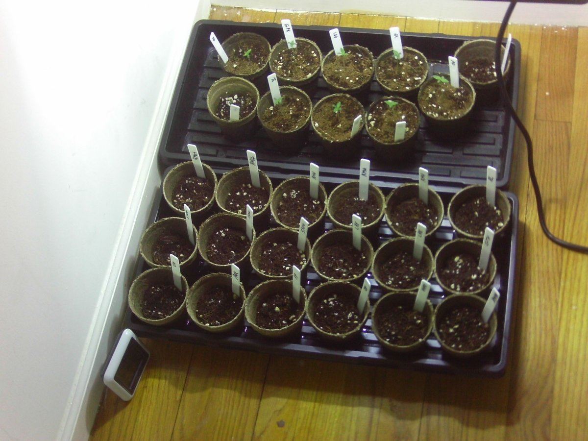 www.thcfarmer.com