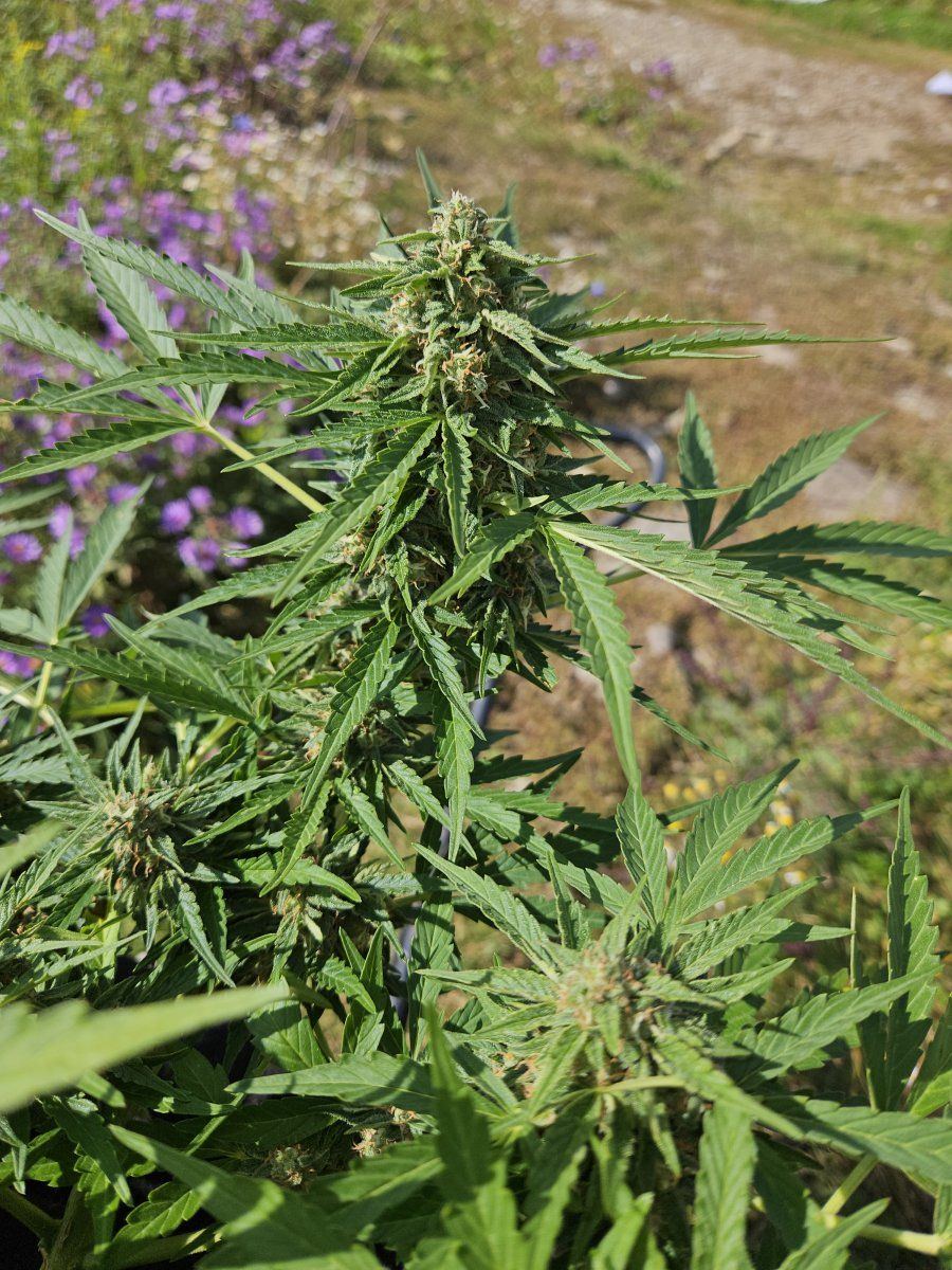 Finally popped my grow cherry 4