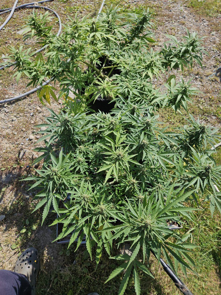 Finally popped my grow cherry 5
