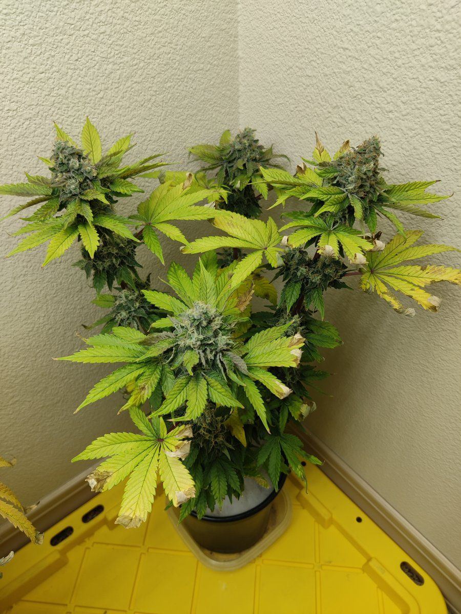 Finnish frost seed to harvest in 78 days 12