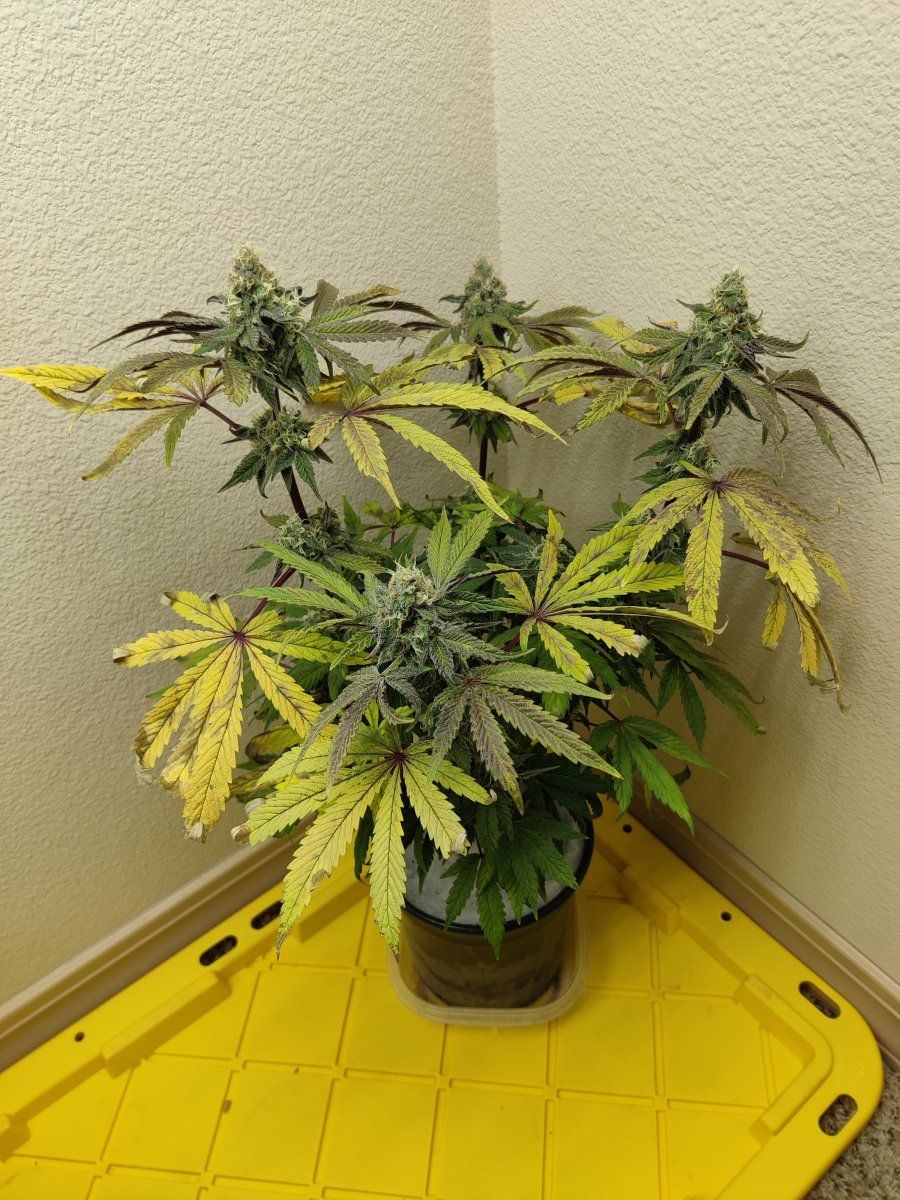 Finnish frost seed to harvest in 78 days 13