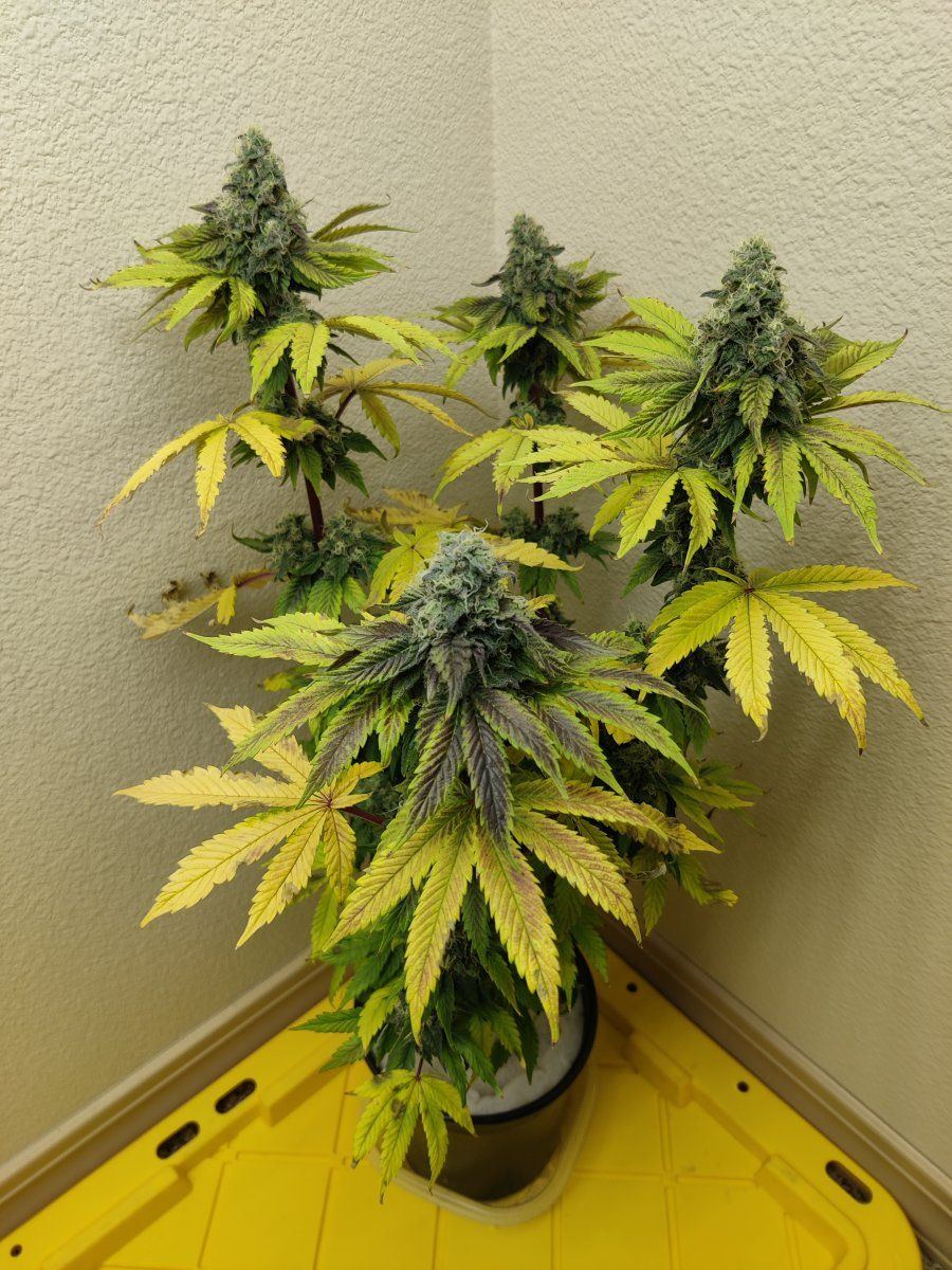 Finnish frost seed to harvest in 78 days 14