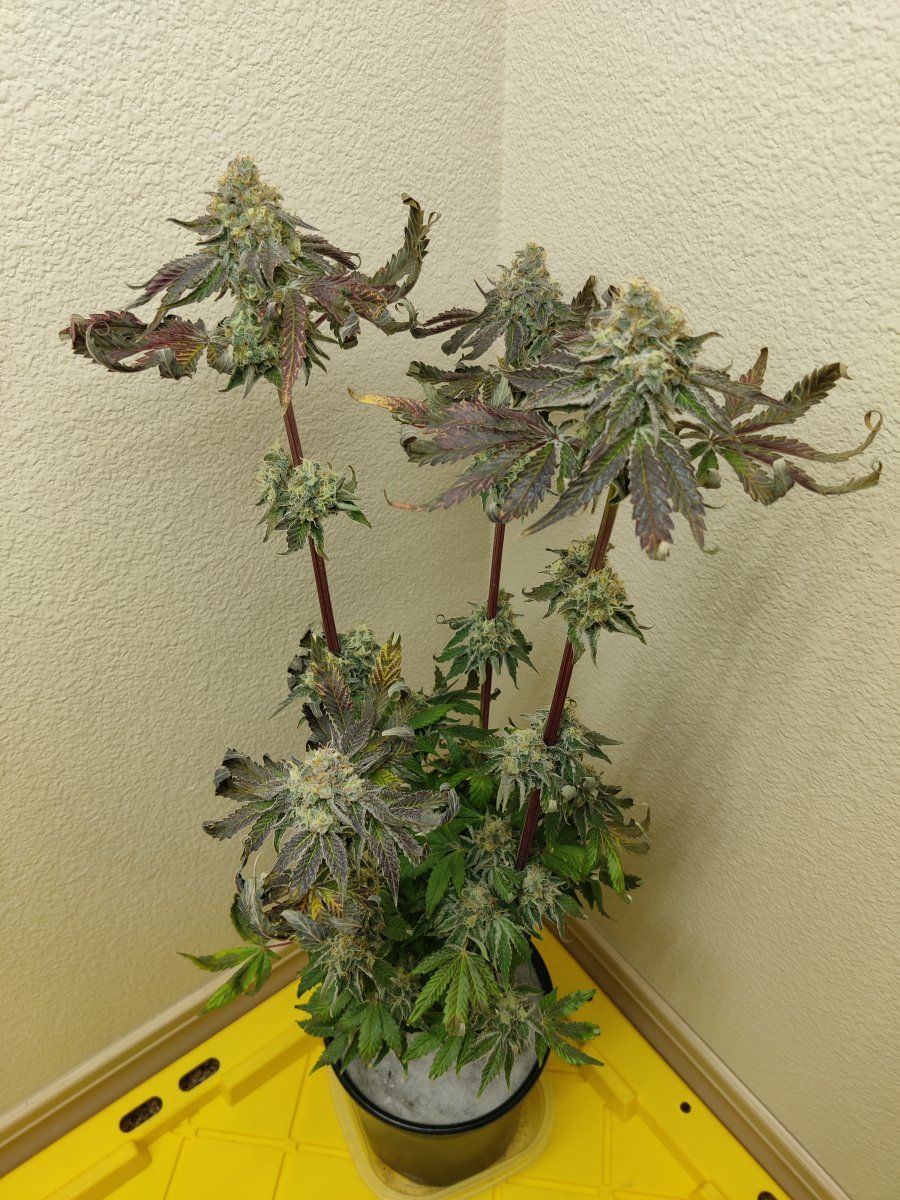 Finnish frost seed to harvest in 78 days 15