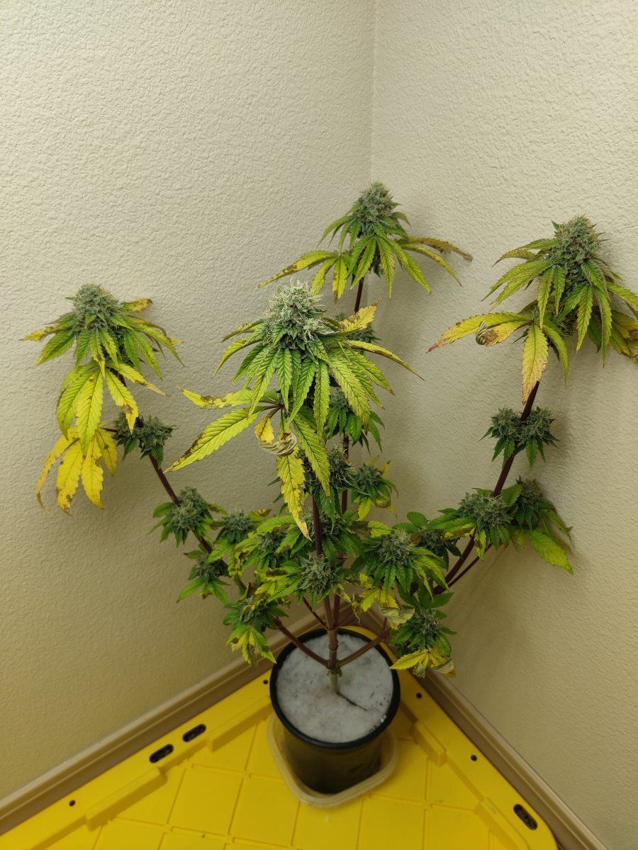 Finnish frost seed to harvest in 78 days 16