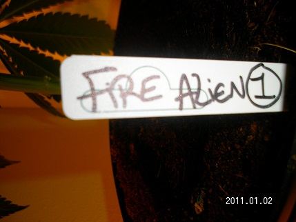 Fire alien 1 pic 1