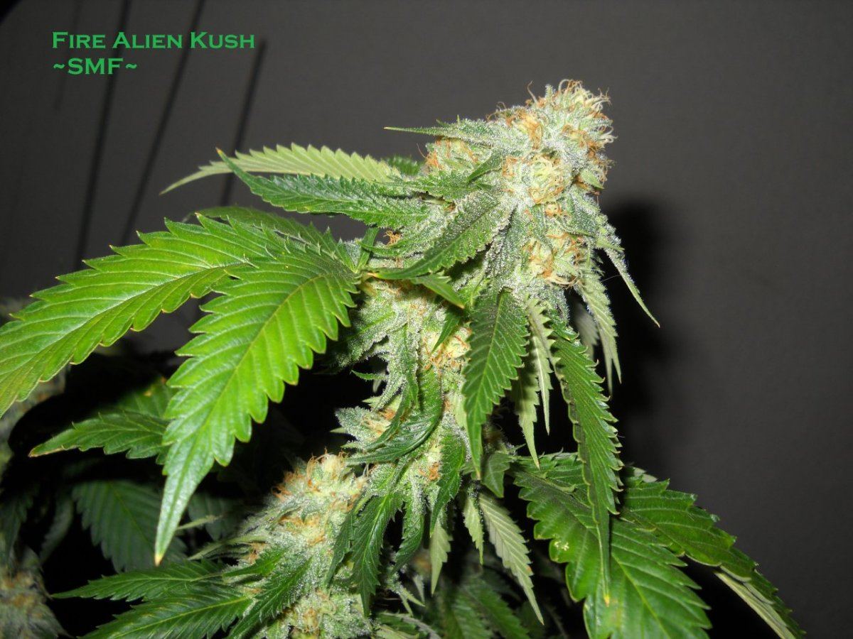 Fire Alien31days