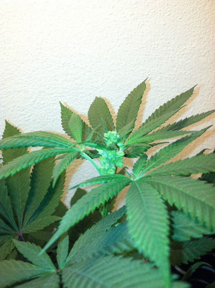 Fire alien kush male 3
