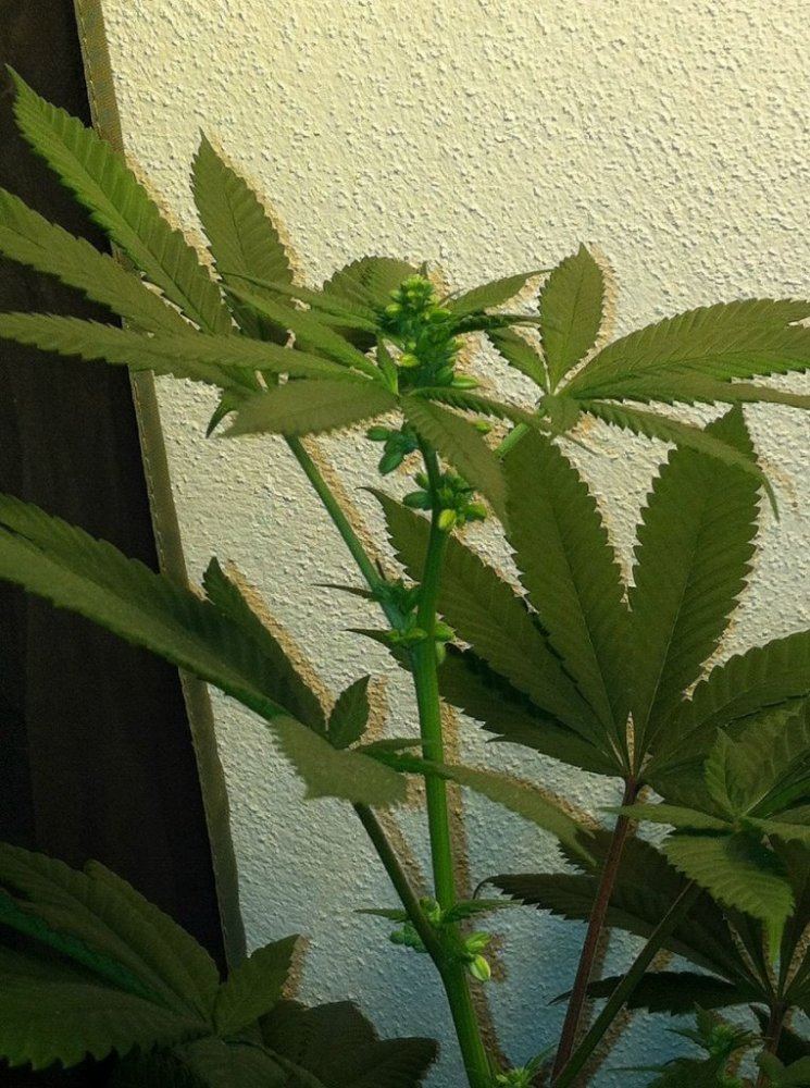 Fire alien kush male 4