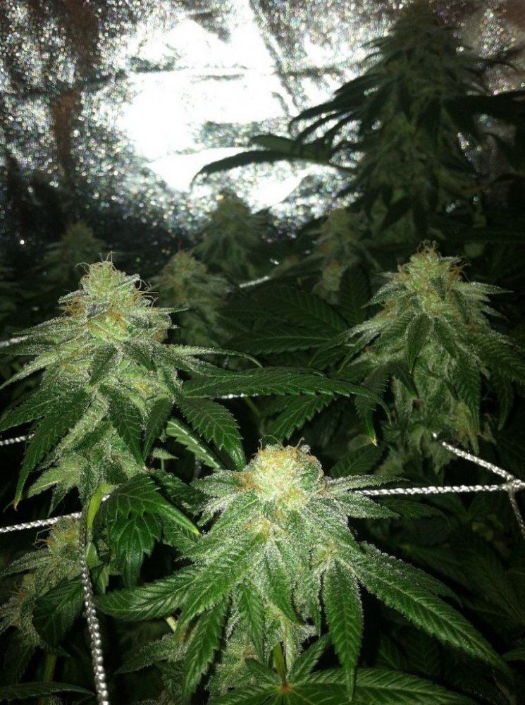 Fire alien master ograskal 3