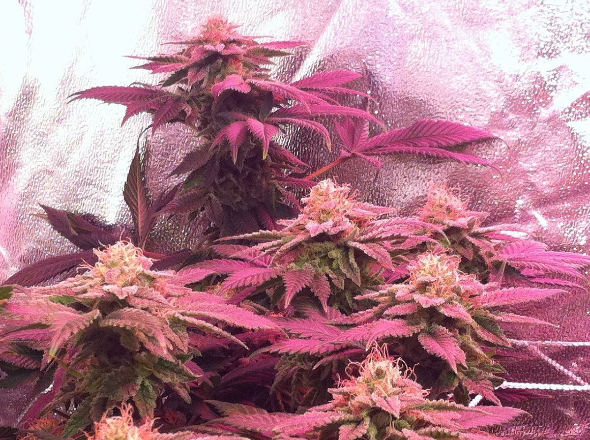 Fire alien master ograskal 4