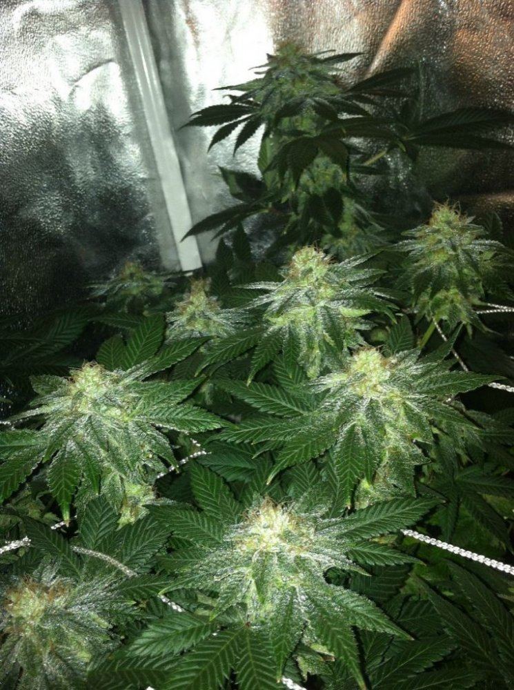 Fire alien master ograskal 5