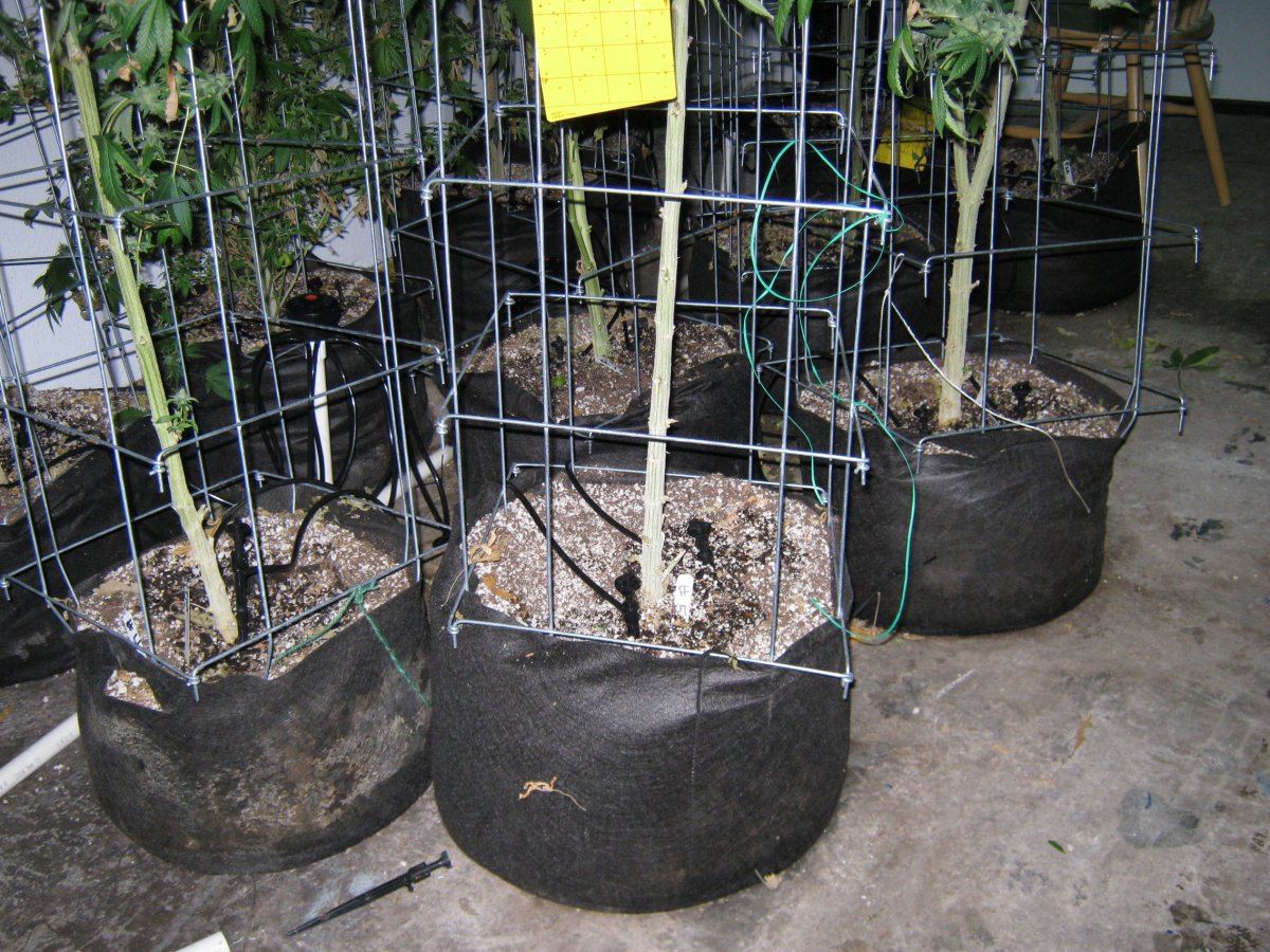Fire alien week 6 roots organic soil and sensi ab thats is it folks 10