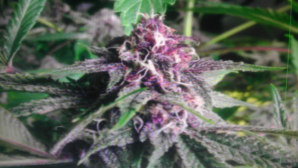 Fire bubba 3 weeks