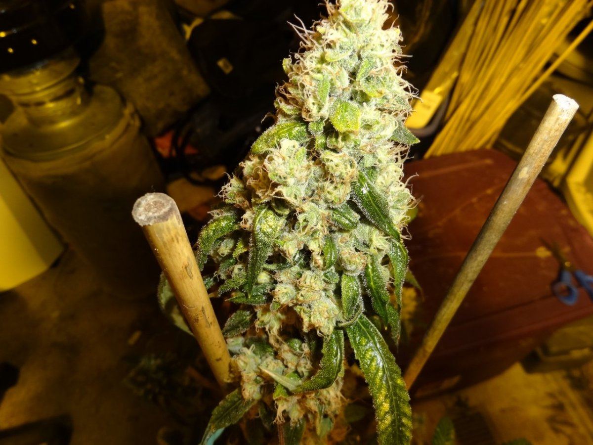 Fire diesel headband 008