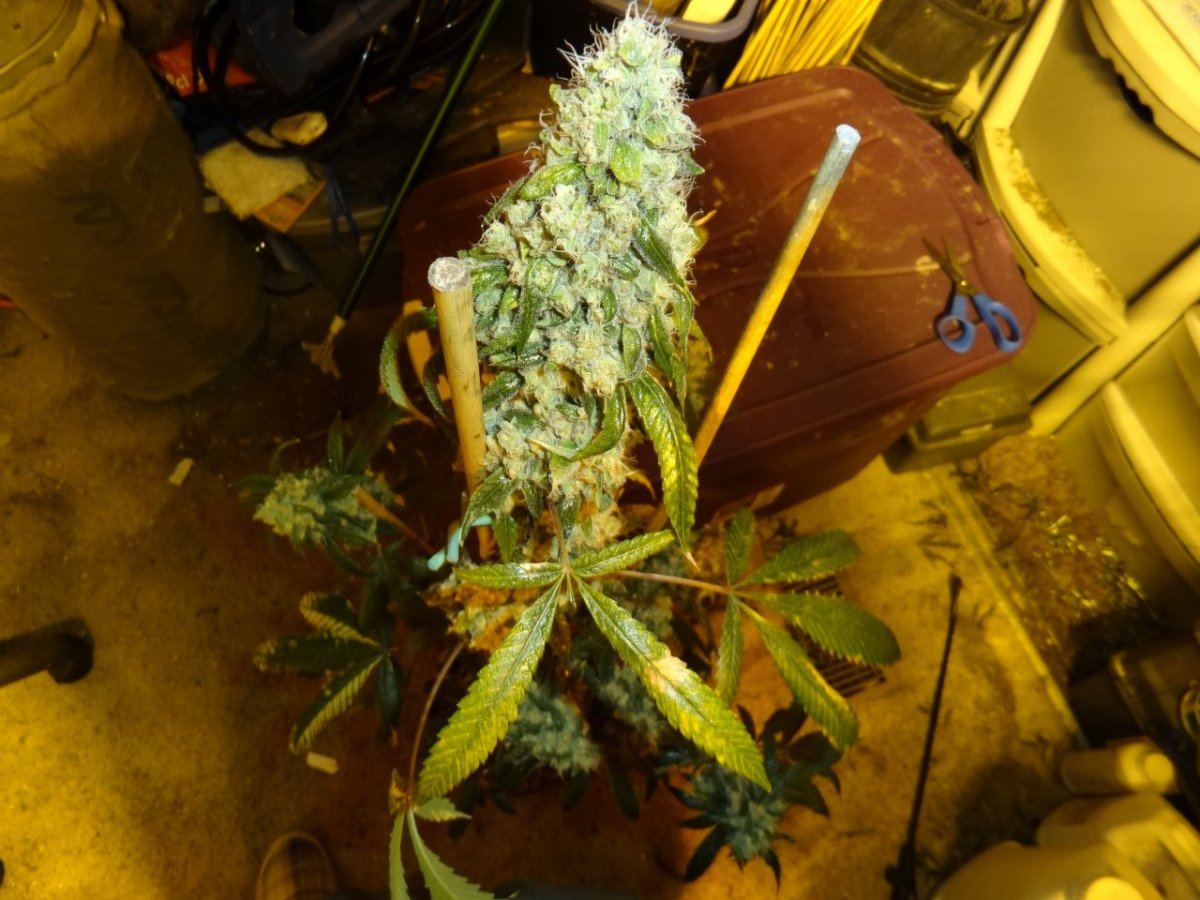 Fire diesel headband 010